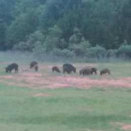 Hog Wild is a heart pounding adventure with gorgeous scenery and a VERY nice lodge to stay in!