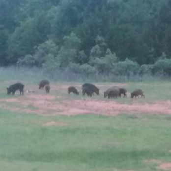 Hog Wild - Hog Wild is a heart pounding adventure with gorgeous scenery and a VERY nice lodge to stay in! - Wildlife Hunting Ranges Near Me - Purcell, Oklahoma
