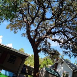 J&b Trees and Landscaping - Live Oak, after.