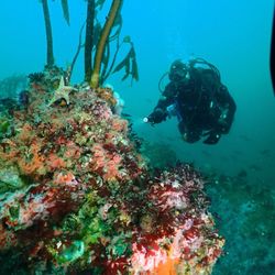 Nor Cal Eco Divers - Reef