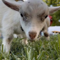 Mini goat eating grass in my backyard for my daughter's birthday party.