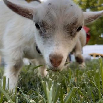 Corals Mobile Petting Zoo - Mini goat eating grass in my backyard for my daughter's birthday party. - Petting Zoos Near Me - Hemet, California