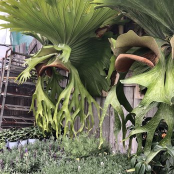 Walter Andersen Nursery - Giant staghorn - Nurseries & Gardening Near Me - Poway, California