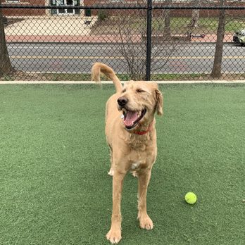 Bundy Dog Park - Dog Parks Near Me - Washington, DC, District of Columbia