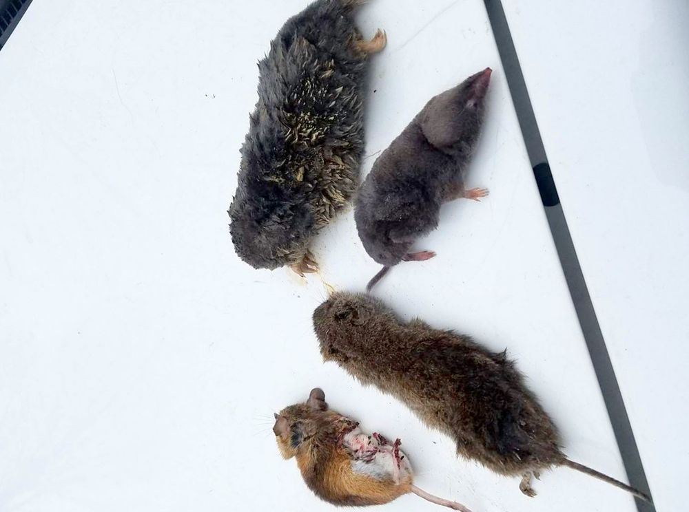 WILDLIFE ANIMAL CONTROL CHEYENNE Updated June 2024 25 Photos