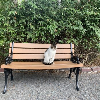 Ernest Hemingway Home  - Cat - Museums Near Me - Key West, Florida