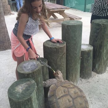 Florida Keys Aquarium Encounters - Tortoise feeding time - Aquariums Near Me - Marathon, Florida Florida Keys Aquarium Encounters - Tortoise feeding time - Aquariums Near Me - Marathon, Florida