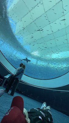 Patricia and Phillip Frost Art Museum by null