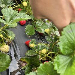 Pecan Creek Strawberry Farm