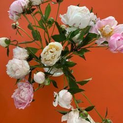 Broken Chimney Farm - Peonies, flowers, bouquet