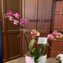 Blossom Shop Florists - WHAT I GOT