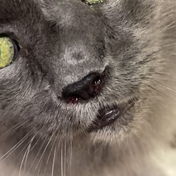 Colorado River Animal Medical Center - You can see blood running from nose