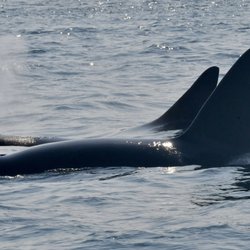 North Shore Charters - Orca whales