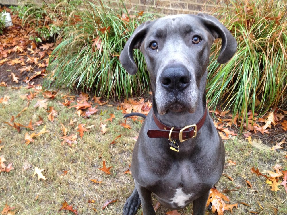 PRIORITY PETS Updated July 2024 Ridgeland, Mississippi Pet