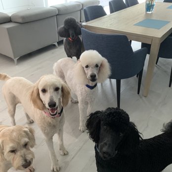 Happy Hounds - Porter, Coco, striker, Kae and Mo (Salah) - Dog Walkers Near Me Happy Hounds - Porter, Coco, striker, Kae and Mo (Salah) - Dog Walkers Near Me