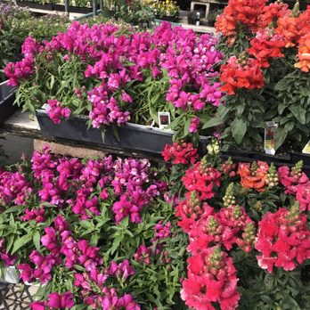 SummerWinds Nursery - Campbell - Nurseries & Gardening Near Me - Campbell, California SummerWinds Nursery - Campbell - Nurseries & Gardening Near Me - Campbell, California