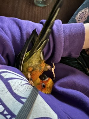 BIRDMAN'S PARROTS by null