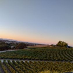 Bovino Vineyards