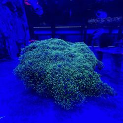 Aquarium Kingdom III