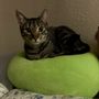 Photo of Feline Friends Cat House & Adoption Btr