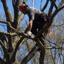 Goodfellers Tree Service - Goodfellers Competing in the mid-Atlantic chapter tree climbing championship
