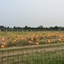 Hank's Pumpkintown