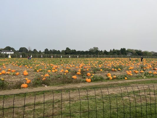 Hank's Pumpkintown by null