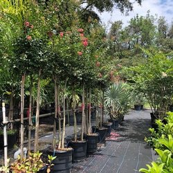 Duncheon's Nursery