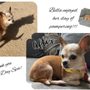 Photo of Doggie Day Spa