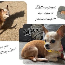 Doggie Day Spa - Took Bella to Doggie Day Spa. She looked fantastic & I really enjoyed talking to Becky. Can't wait to take her back!