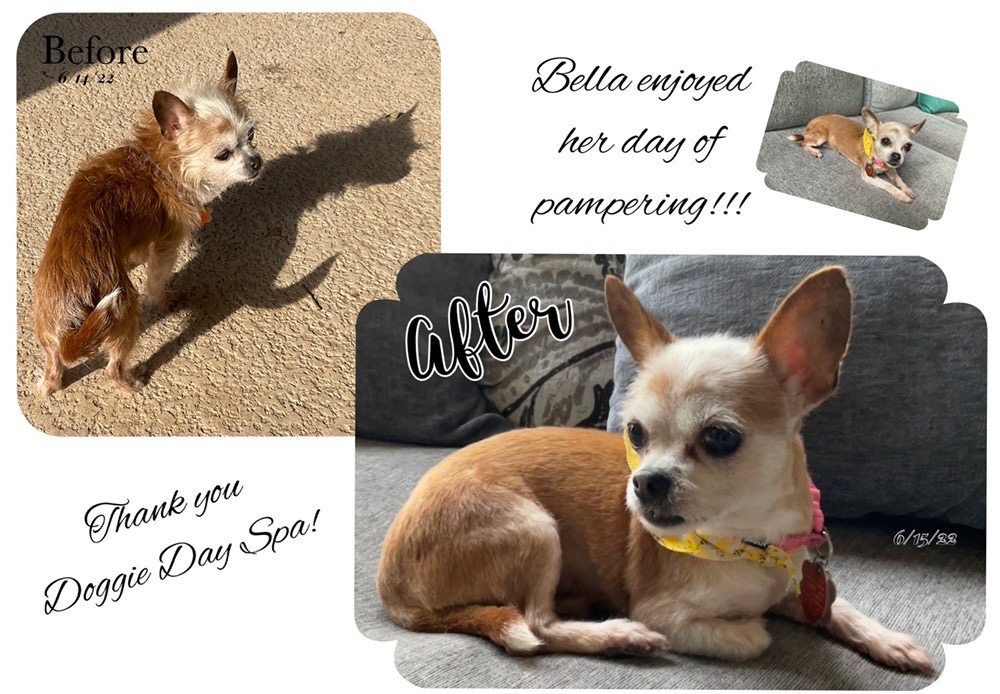 DOGGIE DAY SPA Updated September 2024 18505 E 131st St S, Broken