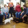 Photo of Harmony Dog Training