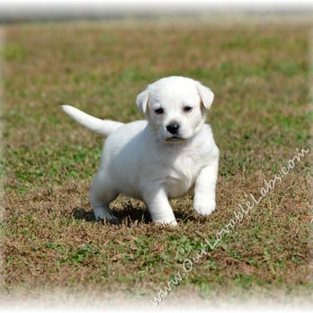 Our Lovable Labs - Labrador Retriever puppies available from Georgia. Nationwide shipping available too!! Yellow, Black & Chocolate. - Pet Stores Near Me - Canon, Georgia Our Lovable Labs - Labrador Retriever puppies available from Georgia. Nationwide shipping available too!! Yellow, Black & Chocolate. - Pet Stores Near Me - Canon, Georgia