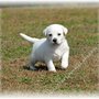Photo of Our Lovable Labs