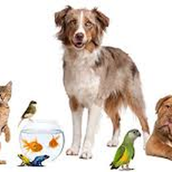 V.E.T. Care Hospital and Pet Resort