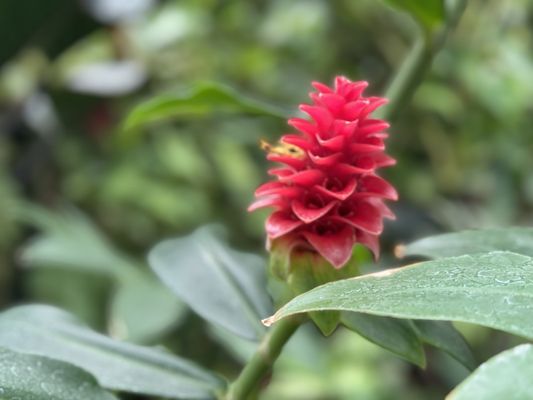 Muttart Conservatory by null