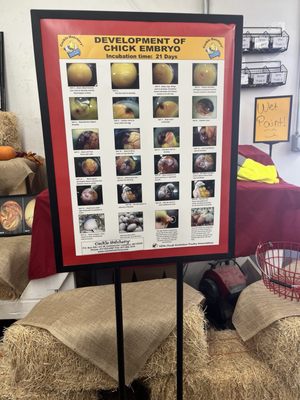 Cackle Hatchery® by null