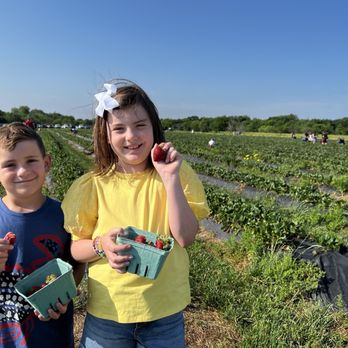 Goober Bubs Orchard and Bakery - two young children picking strawberries - Pick Your Own Farms Near Me - Justin, Texas Goober Bubs Orchard and Bakery - two young children picking strawberries - Pick Your Own Farms Near Me - Justin, Texas