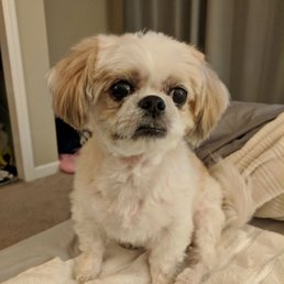 This is NOT a puppy cut with a teddy face!! You're not supposed to shave off so much around the snout.