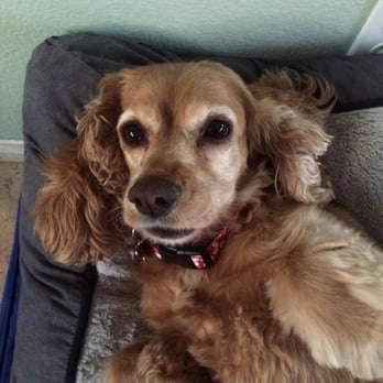 PetSmart - It was no wonder she panted constantly. - Pet Training Near Me - Oceanside, California PetSmart - It was no wonder she panted constantly. - Pet Training Near Me - Oceanside, California