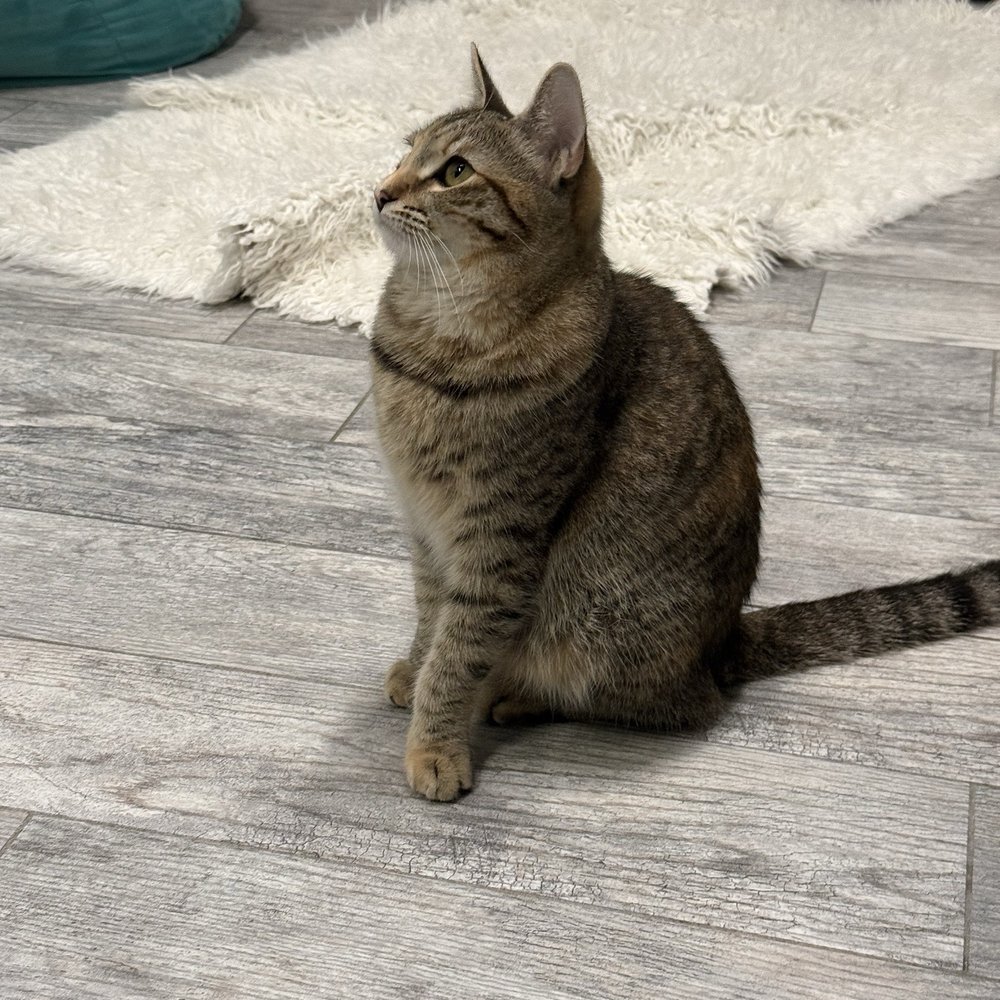 CatCafe Lounge - Community Service/Non-Profit Near Me - Marina del Rey, California CatCafe Lounge - Community Service/Non-Profit Near Me - Marina del Rey, California