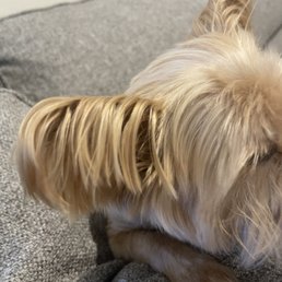 Ears not trimmed. Asked for as a short as possible. Ears not trimmed. Asked for as a short as possible.