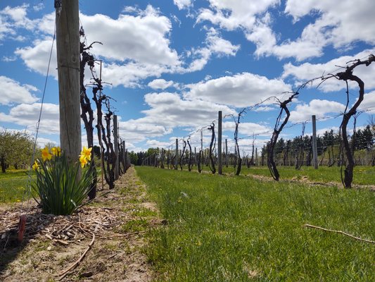 Saint Croix Vineyards by null