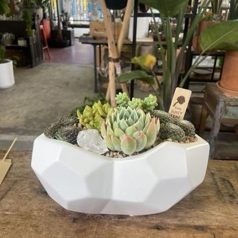 The Juicy Leaf - Nurseries & Gardening Near Me - Los Angeles, California The Juicy Leaf - Nurseries & Gardening Near Me - Los Angeles, California