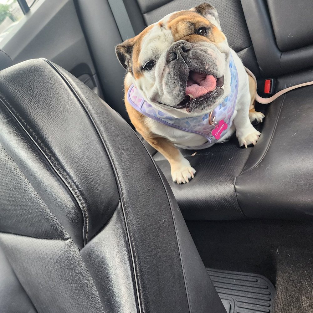 Mobile Dog Grooming Rochester Ny: Convenient Pet Care