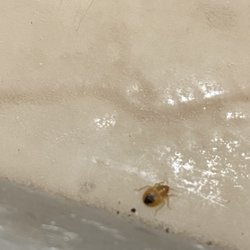 Color Country Motel - Bedbug after a meal