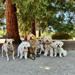 Happy Go Lucky Pet Care