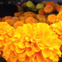 Megaviveros - Flor de cempasúchil para las ofrendas.