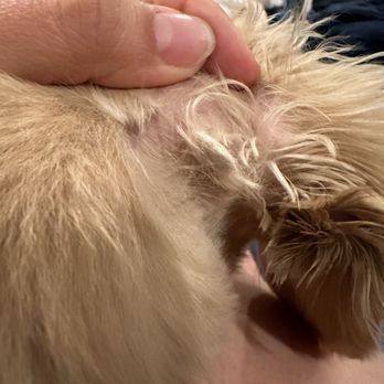 Hands To Paws - Mat left on her fur - Pet Groomers Near Me - Reno, Nevada