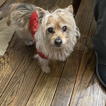 Rainbow Bridge Vet Services - Our Chiquita in happier times - Veterinarians Near Me